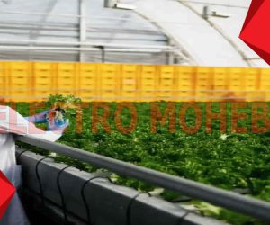 چرا از المنت در صنایع غذایی استفاده کنیم؟